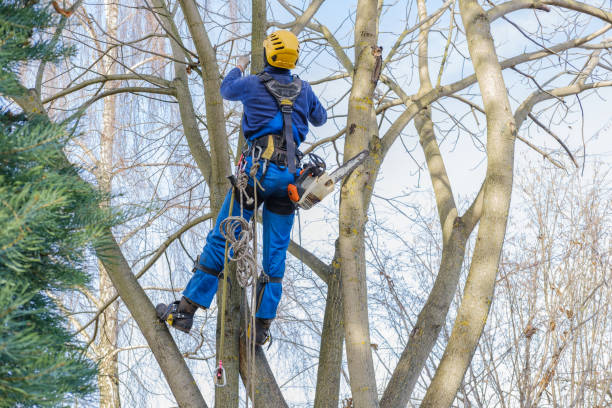  Slatington, PA Tree Services Pros