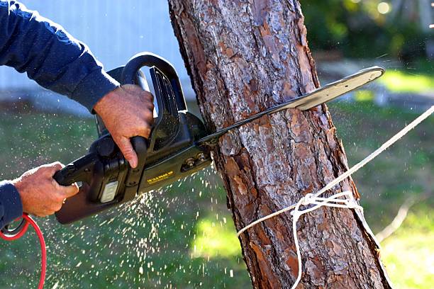 How Our Tree Care Process Works  in  Slatington, PA