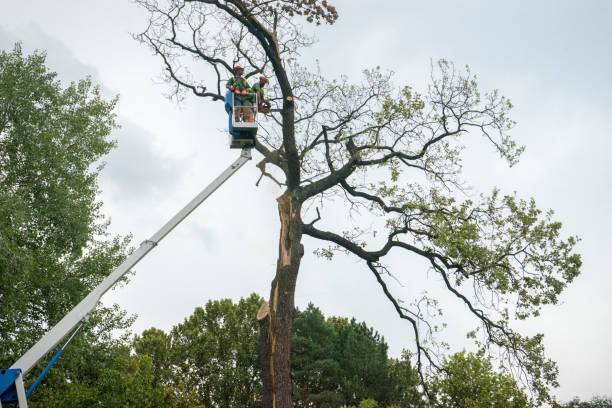 Mulching Services in Slatington, PA